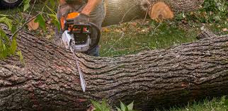 Manchester, OH Tree Services Company